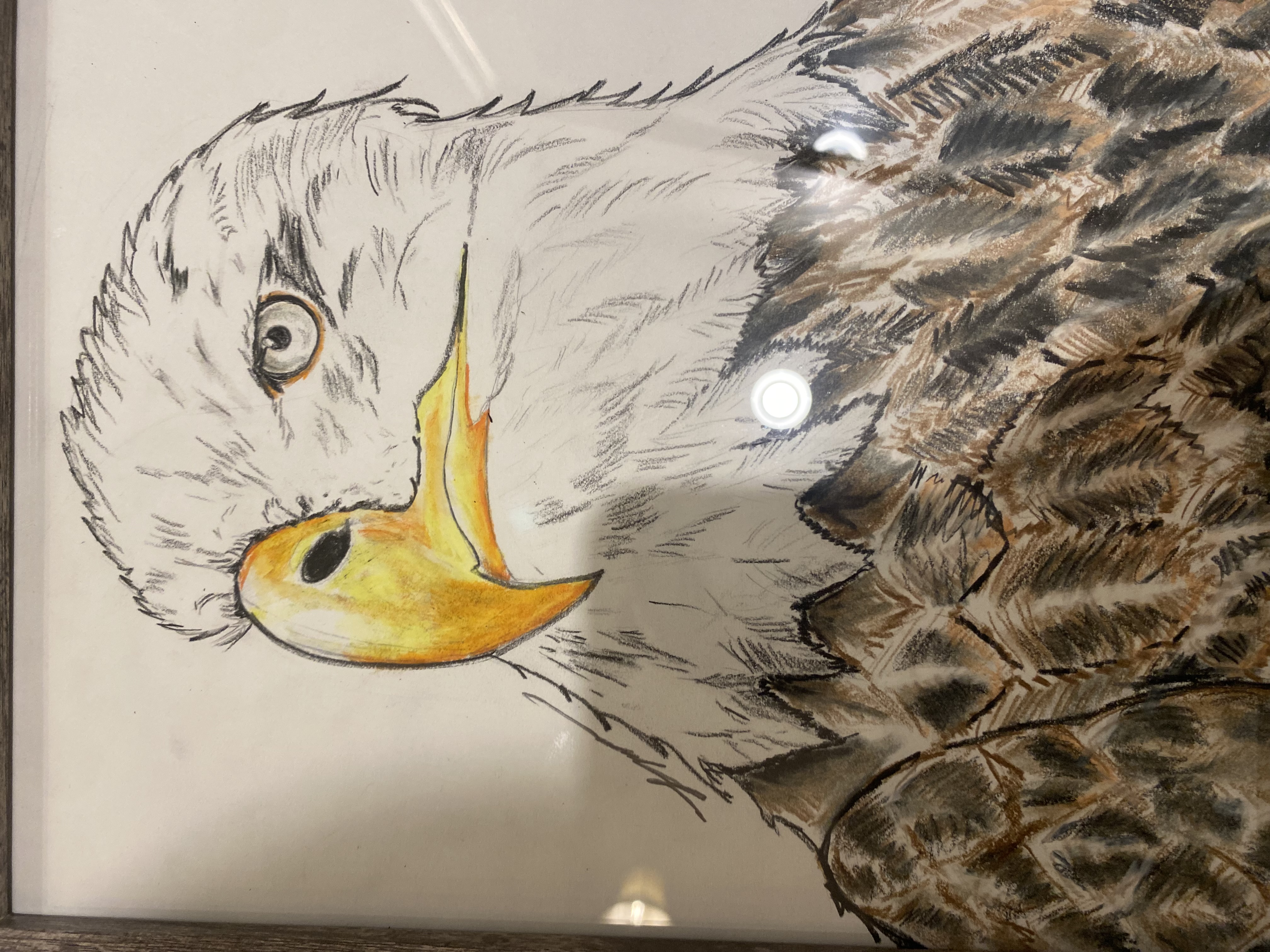 Bald Eagle Drawing