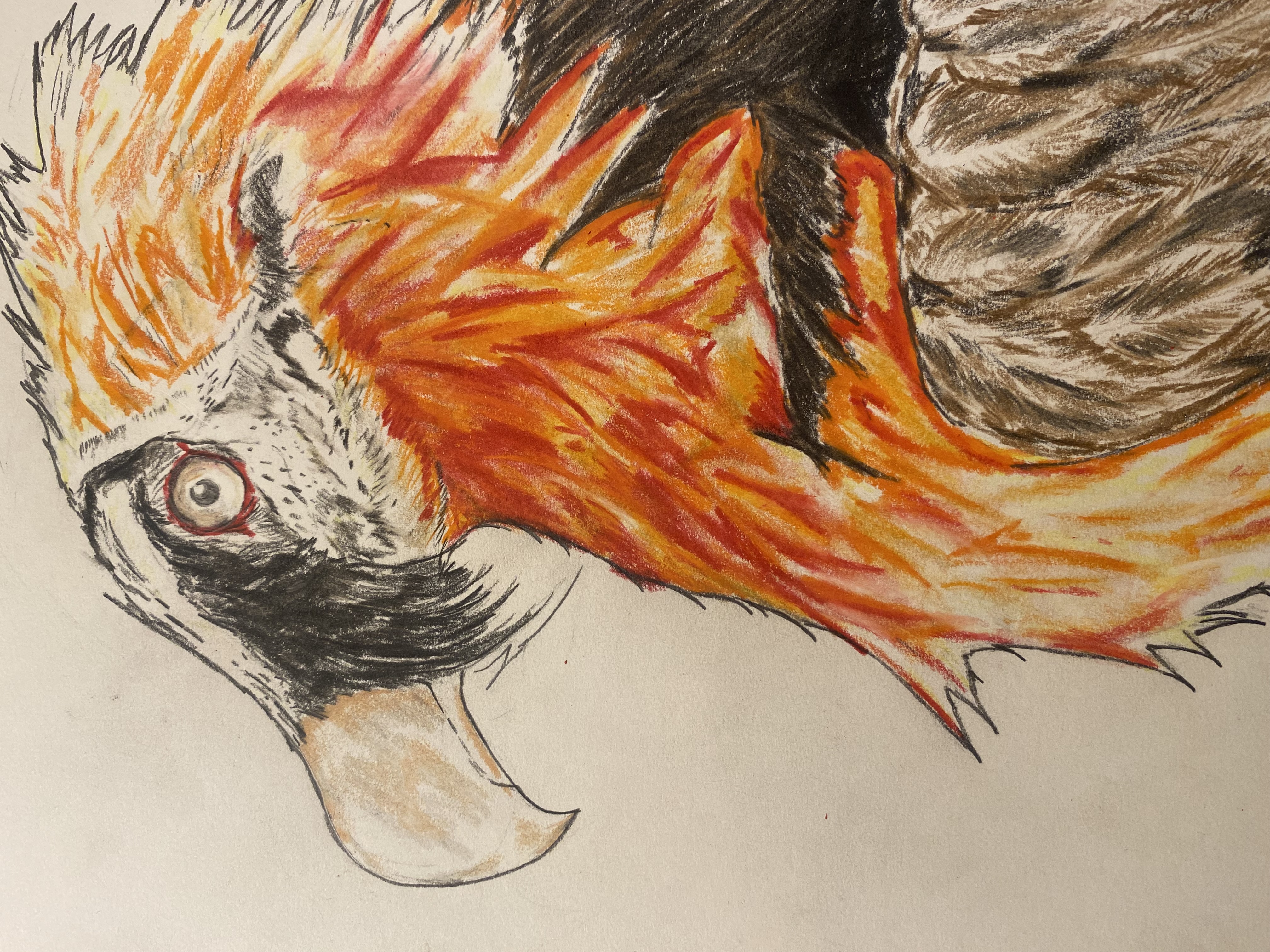 Bearded Vulture Drawing