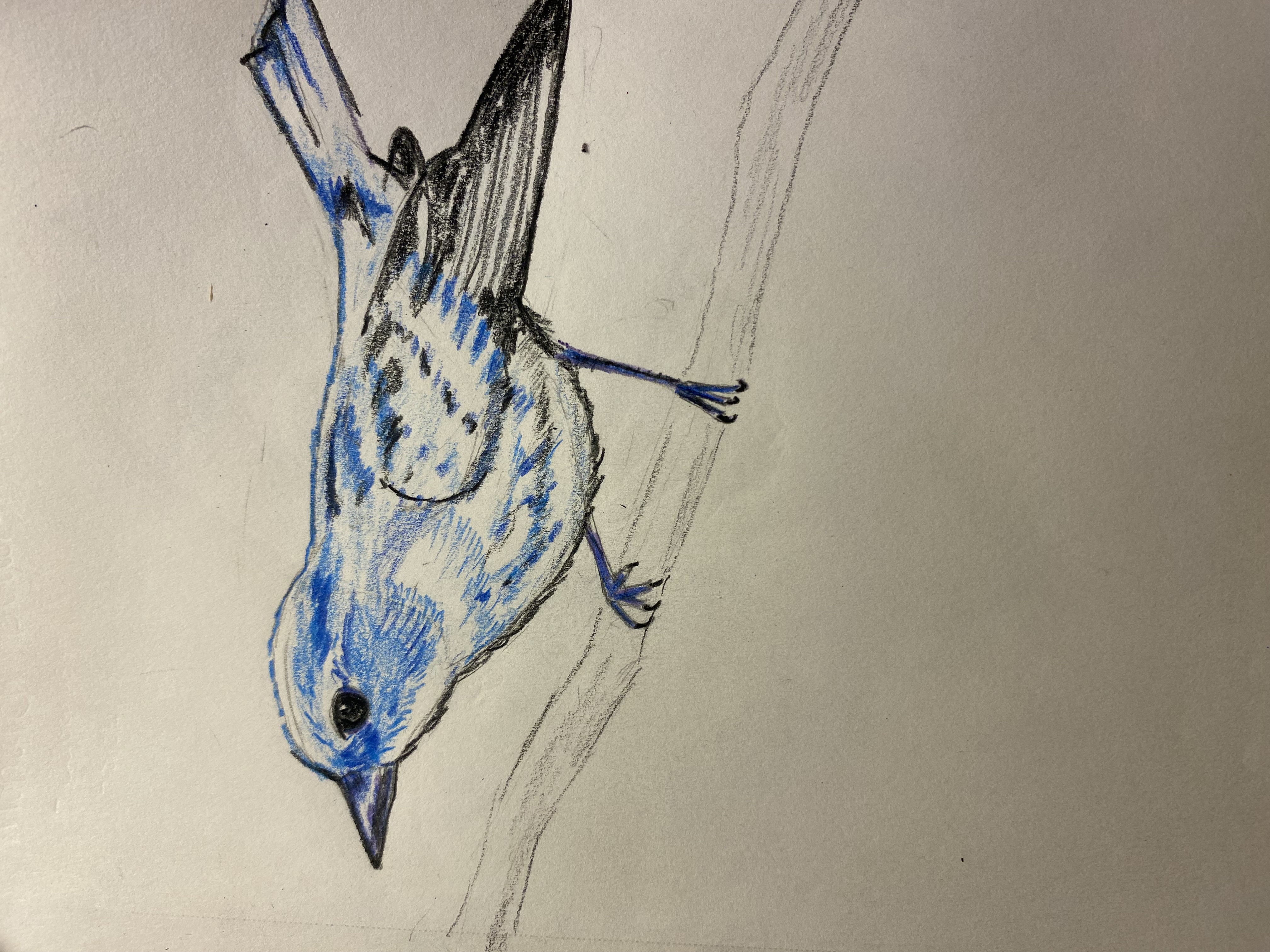 Cerulean Warbler Drawing