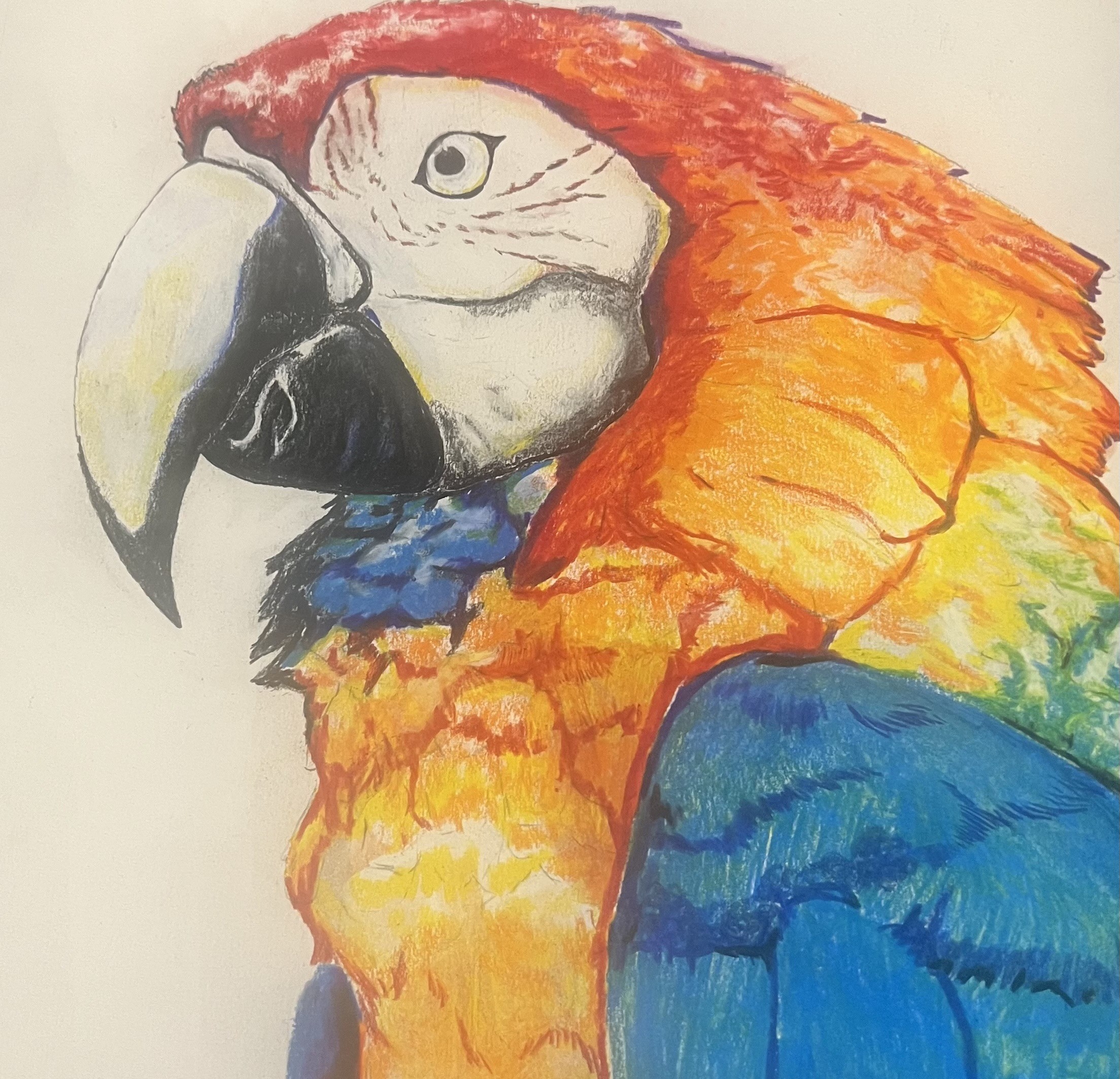 Macaw Drawing